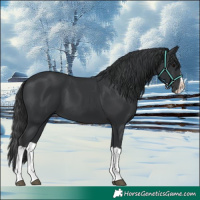 Horse Color:Black Splash