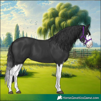 Horse Color:Black Splash