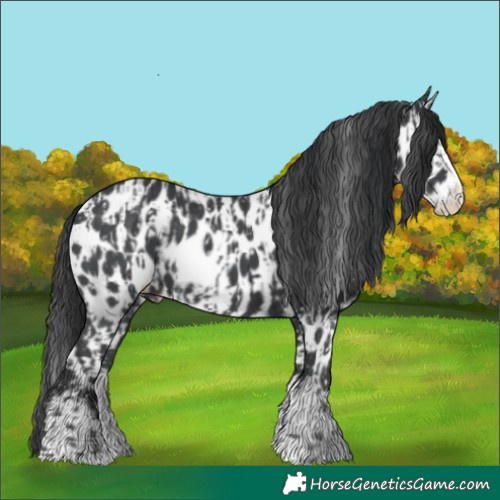 Horse Color:Black Sabino Splash Leopard and Black Sabino Splash Leopard