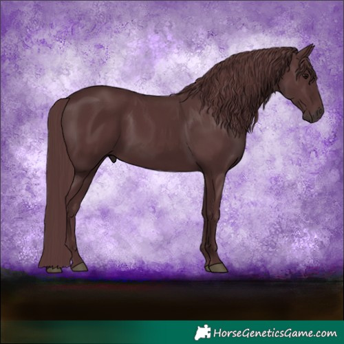 Horse Color:Chocolate Black