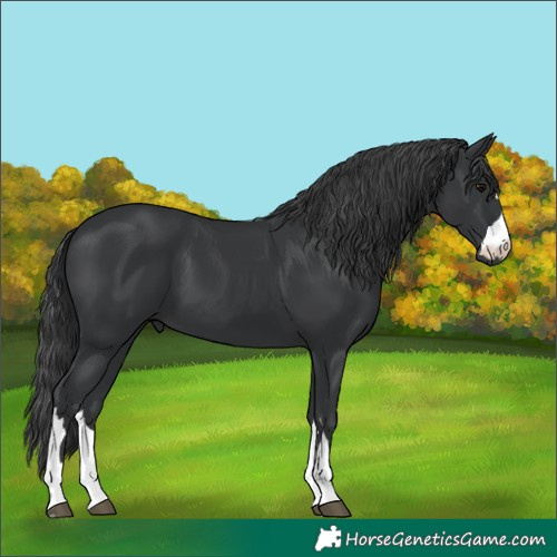 Horse Color:Black 