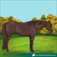 Horse Color:Chocolate Black
