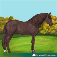 Horse Color:Unknown 