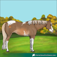 Horse Color:Chocolate Palomino Sabino Splash Tobiano Appaloosa 
