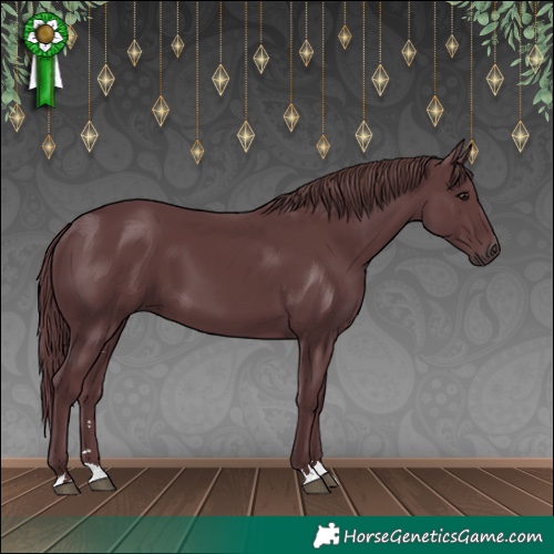 Horse Color:Chocolate Black 