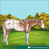 Horse Color:Chestnut Sabino Splash Appaloosa