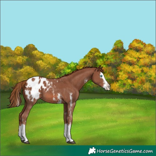 Horse Color:Chestnut Sabino Splash Blanket 