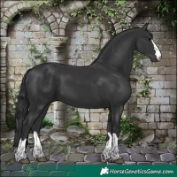 Horse Color:Black 