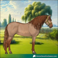 Horse Color:Red Dun Rabicano