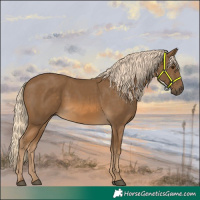 Horse Color:Chocolate Palomino 