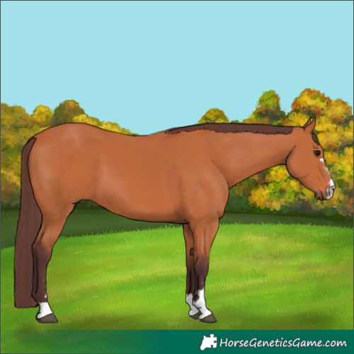 Horse Color:Chocolate Bay 