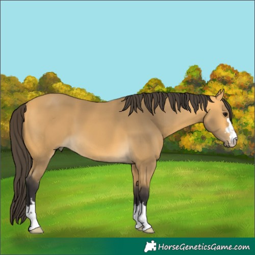 Horse Color:Buckskin 