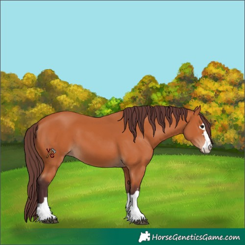 Horse Color:Chocolate Bay