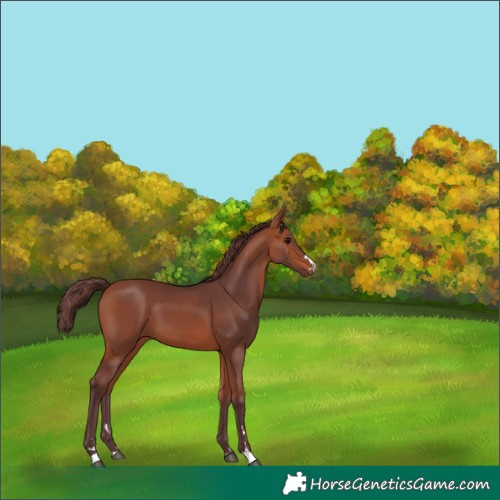 Horse Color:Chocolate Bay