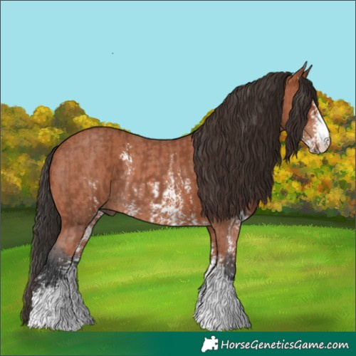 Horse Color:Bay Sabino Rabicano and Bay Sabino Rabicano
