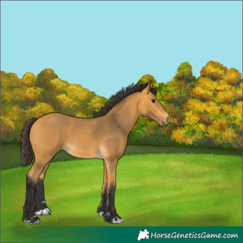 Horse Color:Buckskin