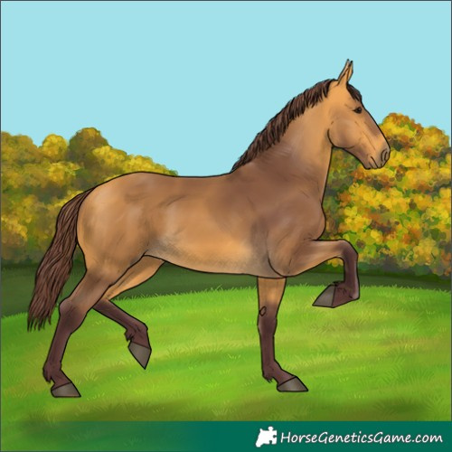 Horse Color:Chocolate Buckskin
