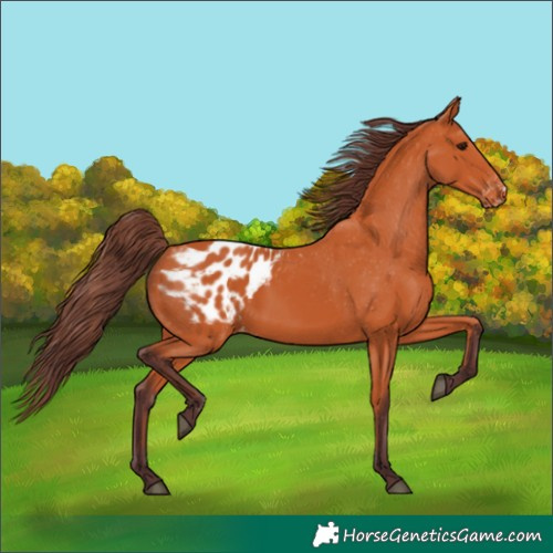 Horse Color:Chocolate Bay Appaloosa