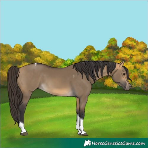 Horse Color:Buckskin Dun Tobiano 