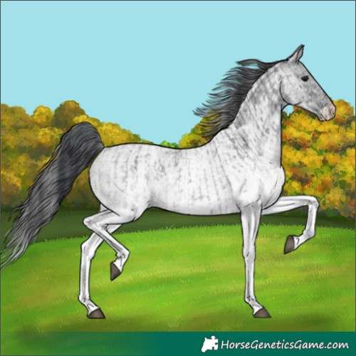 Horse Color:White Spotted Blue Roan Rabicano and White Spotted Blue Roan Rabicano