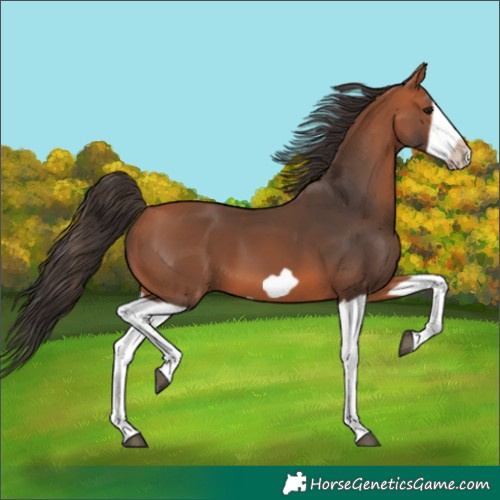 Horse Color:Bay Splash Frame
