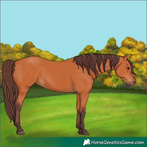 Horse Color:Chocolate Bay 