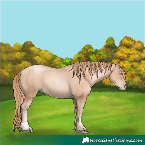 Horse Color:Gold Champagne Pearl Rabicano and Gold Champagne Pearl Rabicano