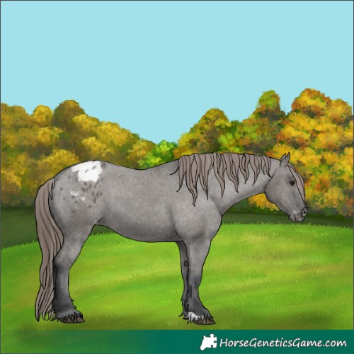 Horse Color:Grullo Appaloosa