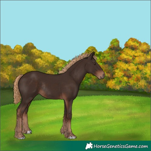 Horse Color:Liver Chestnut Rabicano 