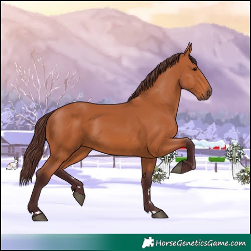 Horse Color:Chocolate Bay 