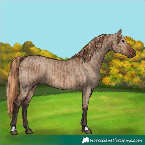 Horse Color:Liver Red Dun  and Liver Red Dun 