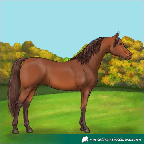 Horse Color:Chocolate Bay 