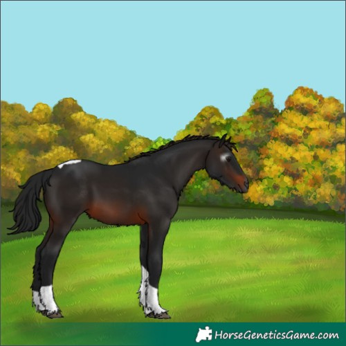 Horse Color:Gray Bay Tobiano