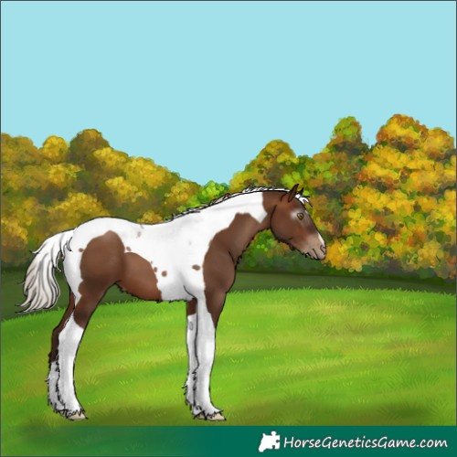 Horse Color:Gray Silver Brown Pearl Tobiano