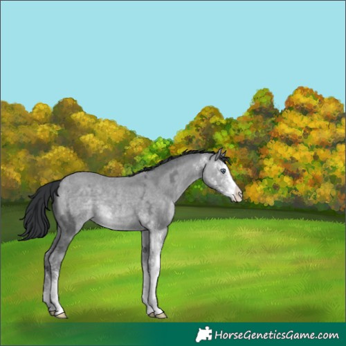 Horse Color:Sable Champagne Chinchilla Ice Sabino