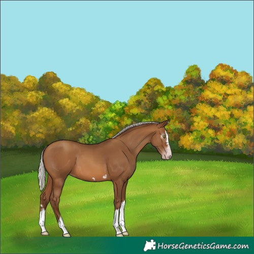 Horse Color:Gray Silver Sable Champagne 