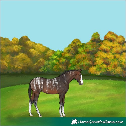 Horse Color:Powder White Brown 