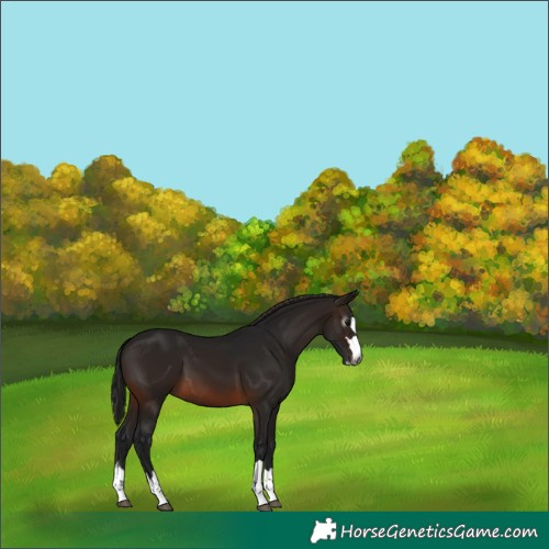 Horse Color:Gray Brown 