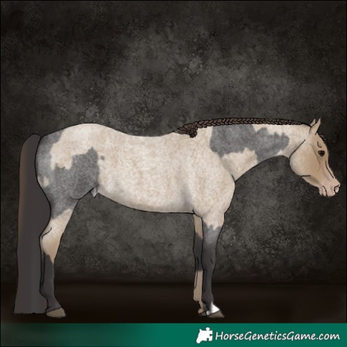 Horse Color:Smoky Blue Roan and Classic Cream Champagne Roan