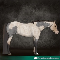 Horse Color:Smoky Blue Roan and Classic Cream Champagne Roan