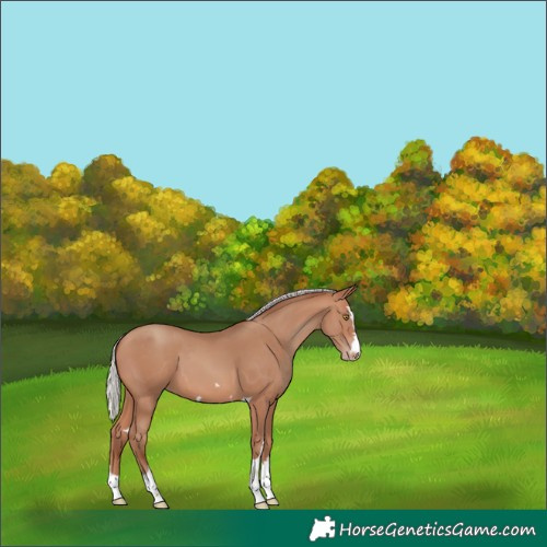 Horse Color:Silver Sable Champagne 