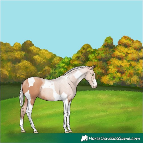 Horse Color:Silver Sable Champagne Tobiano 