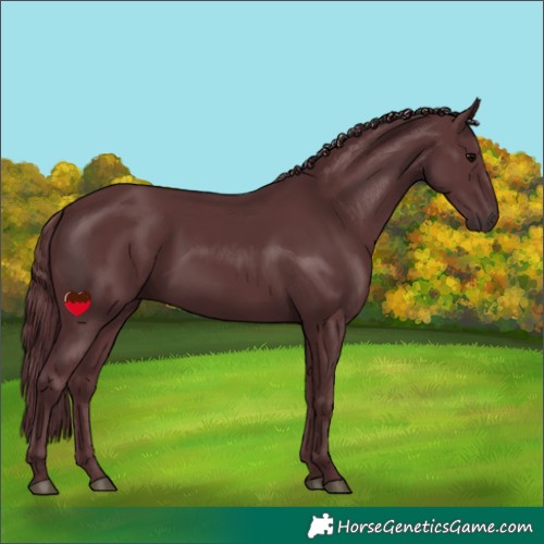 Horse Color:Chocolate Black