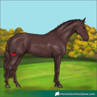 Horse Color:Chocolate Black 