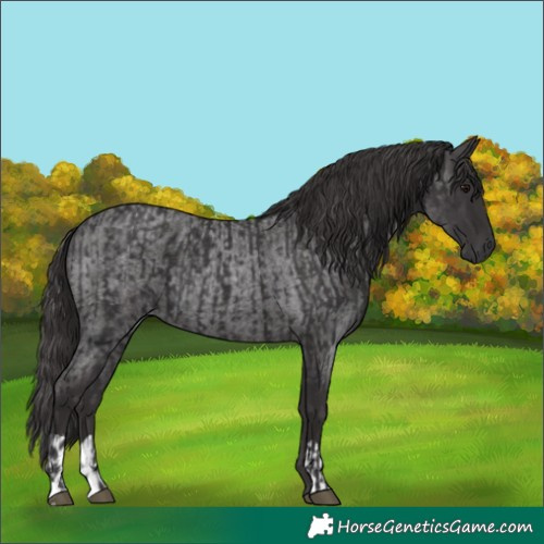 Horse Color:Smoky Black  and Smoky Blue Roan 