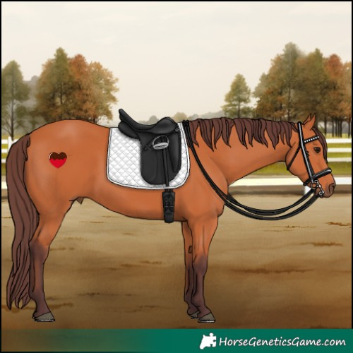 Horse Color:Chocolate Bay 