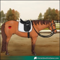 Horse Color:Chocolate Bay 