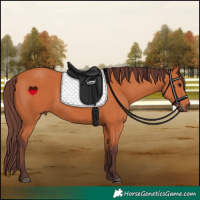 Horse Color:Chocolate Bay 