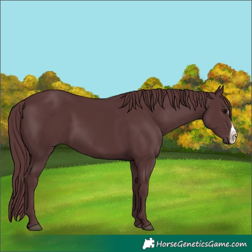 Horse Color:Chocolate Black Frame 