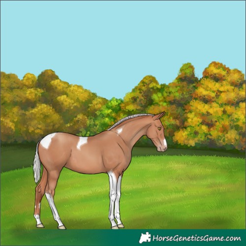 Horse Color:Silver Sable Champagne Tobiano 